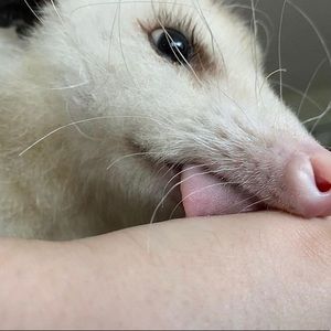 Meet your Posher, Gwen